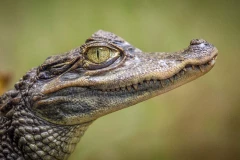 Caiman's eye