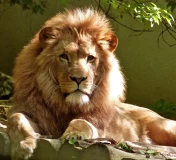 The king