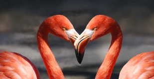 Red flamingos!