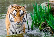 Indian tiger