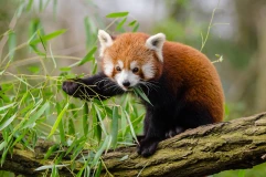 Red panda