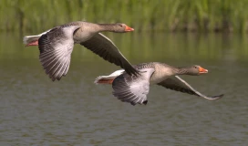 Flying geese