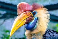 Hornbill helmet bird