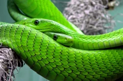 Green mambas