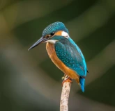 Duotone bird