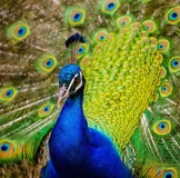 Colorful peacock