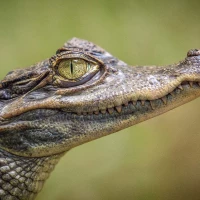 Caiman's eye
