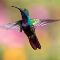 Speedy hummingbird