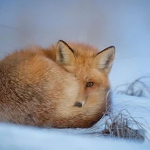 Frozen fox