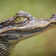 Caiman's eye