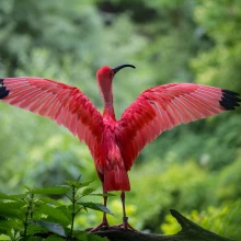 Red Ibis and his wings
