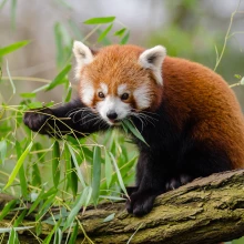 Red panda