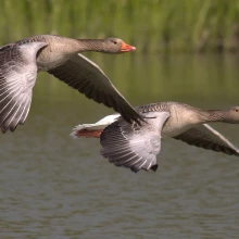 Flying geese