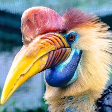 Hornbill helmet bird