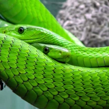 Green mambas