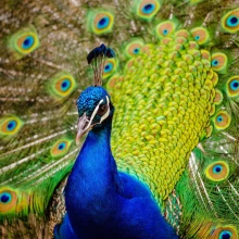 Colorful peacock