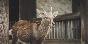 An ibex