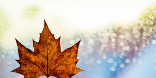 Suggestive leaf