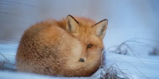 A frozen fox