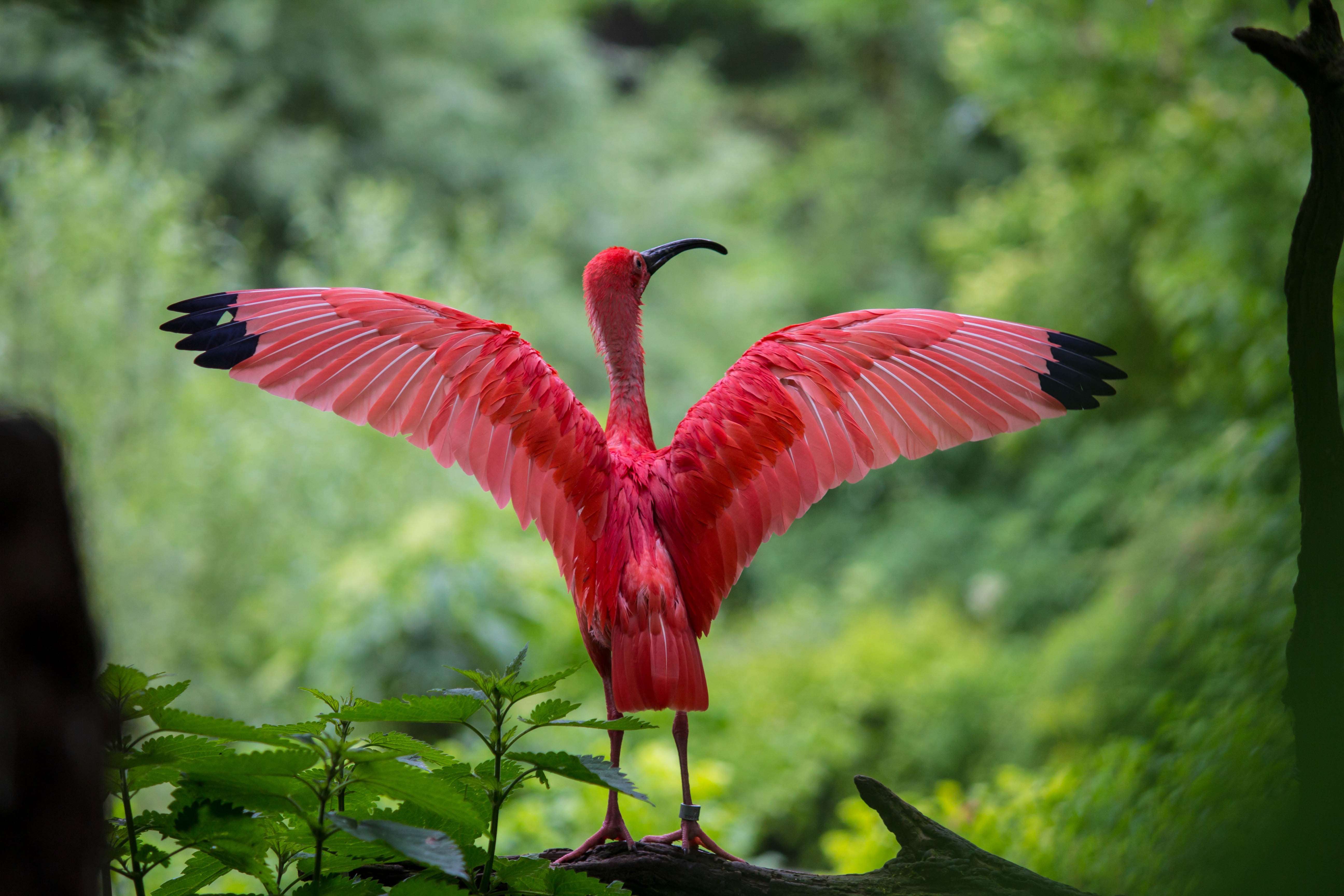 Red Ibis and his wings