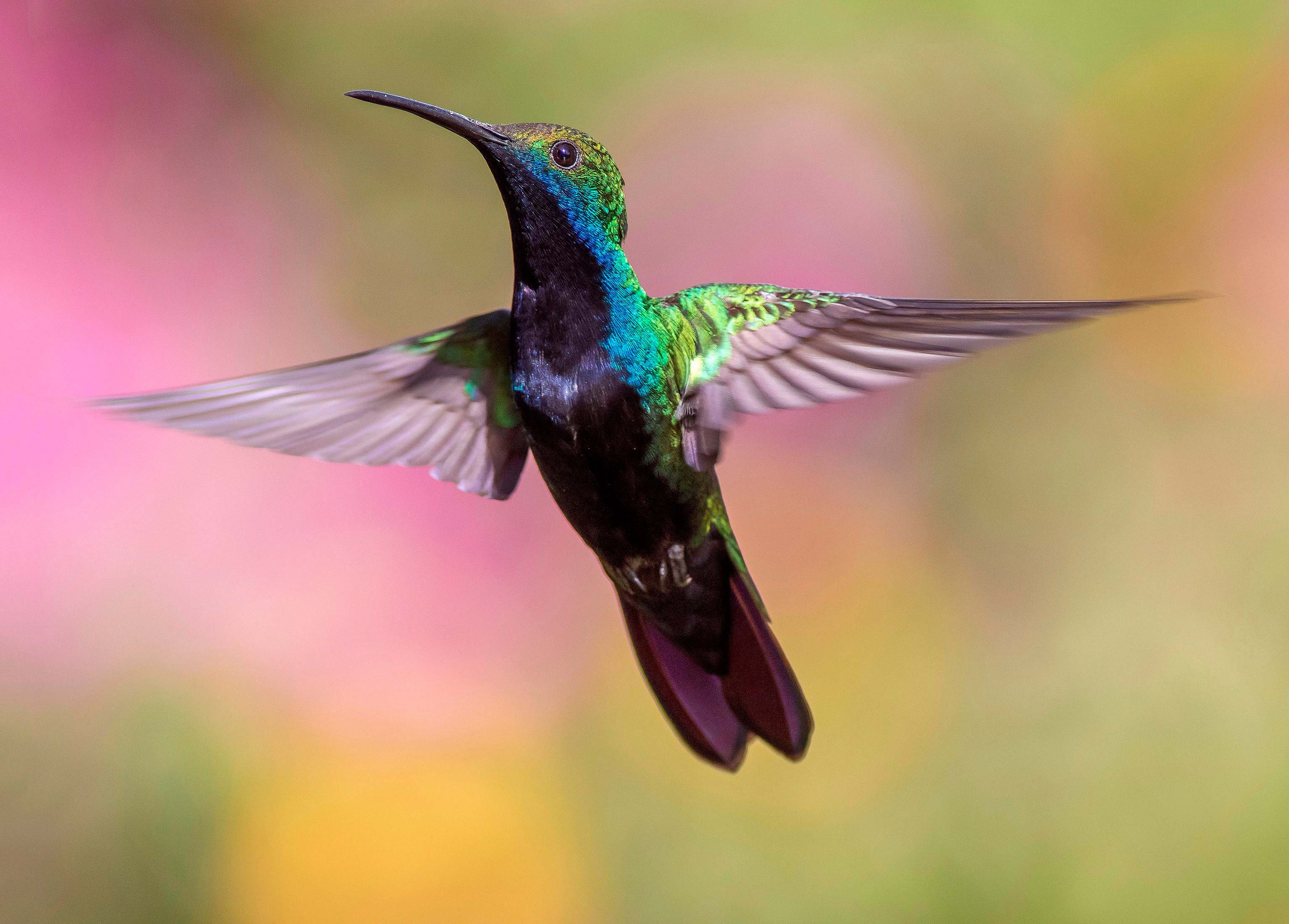 Speedy hummingbird
