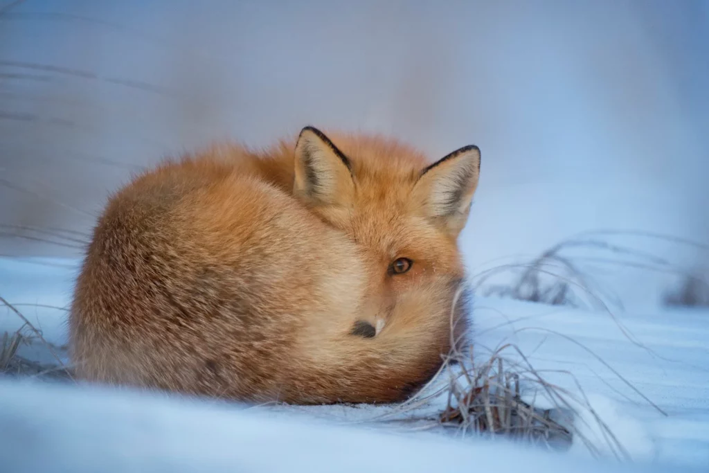 A frozen fox