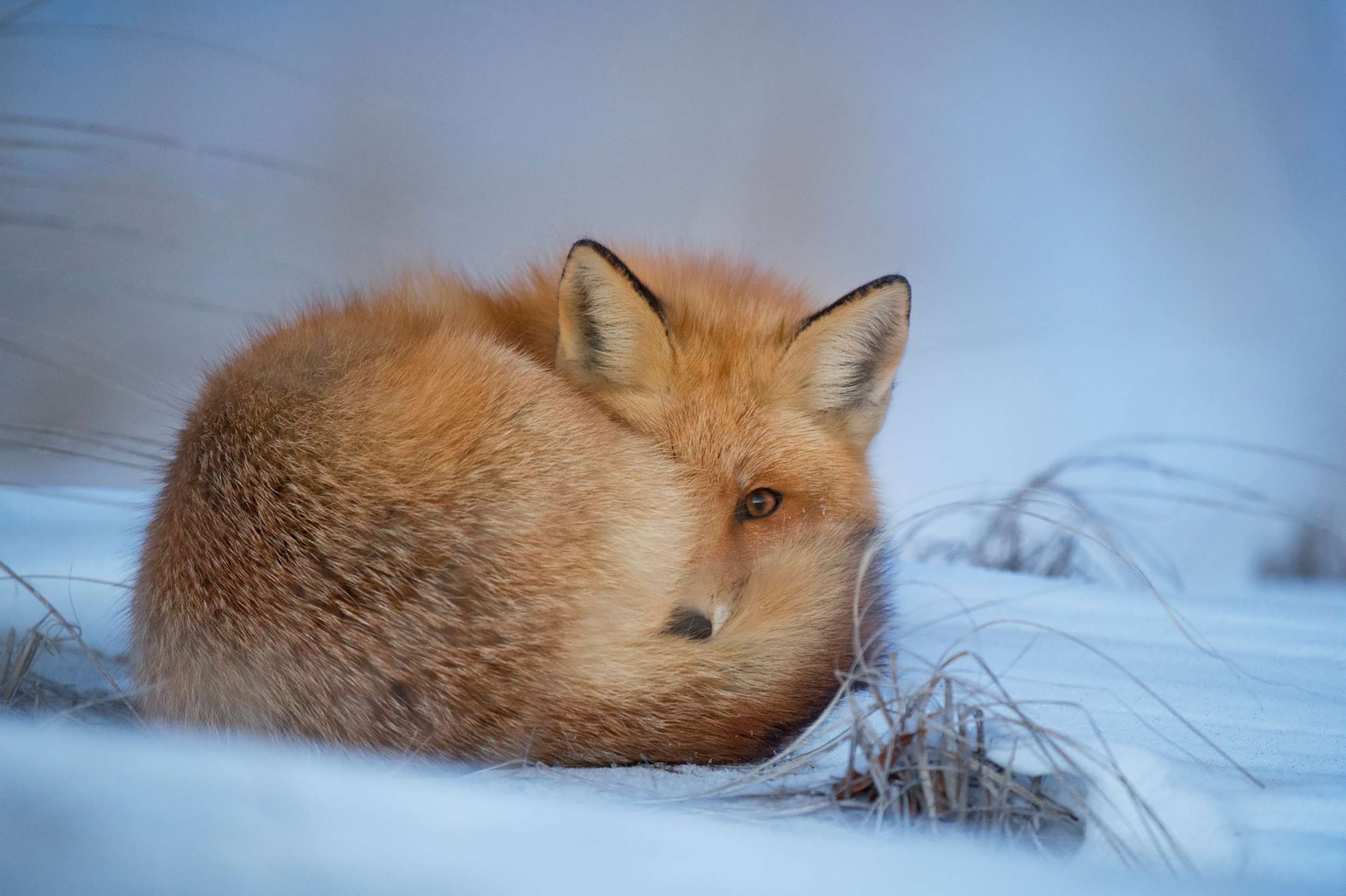 Frozen fox